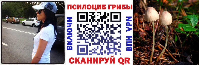 Купить закладки  Протвино  Псилоцибиновые грибы Psilocybe 